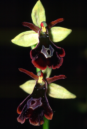 ibrido insectifera x benacensis